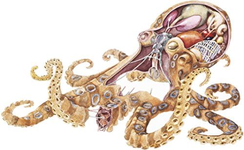 Designs divinos Lula legal Octopus anatomia desenho animado esboço de vinil adesivo de decalque