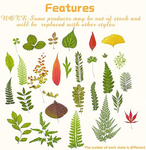 99 peças folhas prensadas folhas secas reais plantas secas variadas para resina, folhas de herbário
