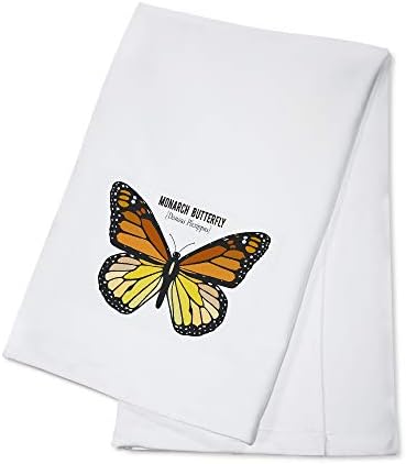 Lantern Press Monarch Butterfly, espécime