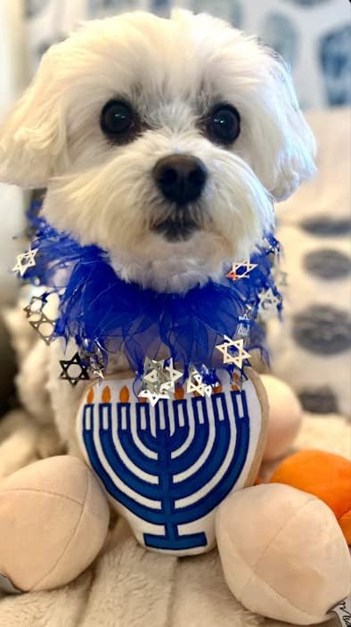 Midlee Médio Hanukkah Estrela de David Decorative Dog Collar