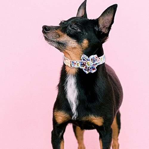 Colar de cachorro Kedume com padrão de flor, fivela de rolagem ajustável e fivela de liberação rápida para cachorros