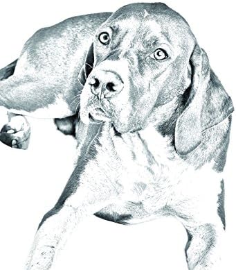 Ponteiro inglês, lápide oval de azulejo de cerâmica com a imagem de um cachorro