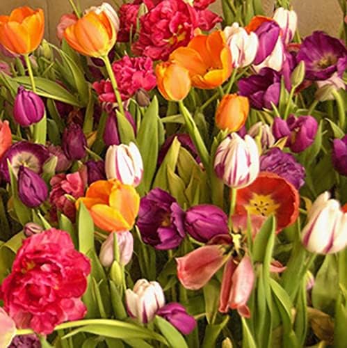 10 lâmpadas de tulipa mistas