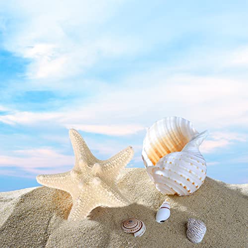 4 PCs Starfish Hair Clip Resin Beach Star Sereia Mermaid Cabines Acessórios para mulheres e meninas