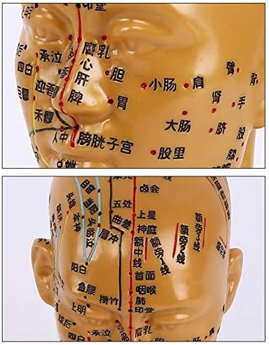 Modelo de acupuntura de cabeça KH66ZKY - Modelo de acupuntura humana - Face Face Face False HD