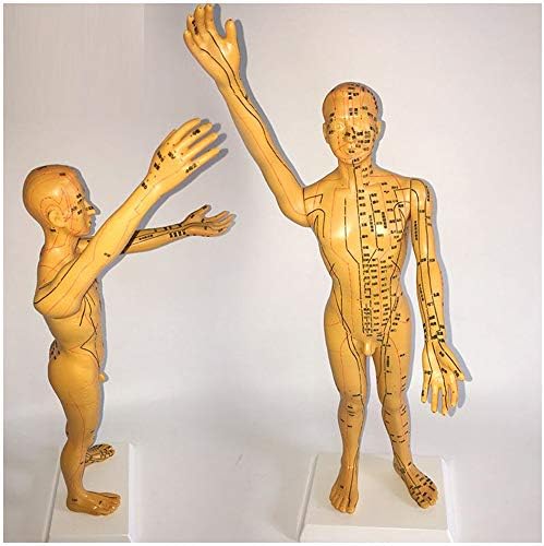 Modelo de acupuntura masculina de fhuili - modelo de acupuntura humana de 50cm/19,6 polegadas - modelo