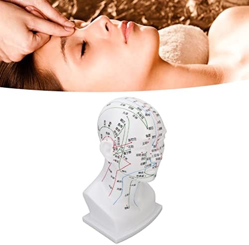 Modelo de cabeça de ponto de acupuntura, decoração de exercício Modelo de cabeça meridiana para massagem