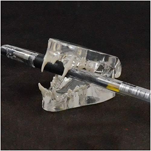 Modelo de dente canino KH66ZKY - Modelo de dentes de gato transparente - Para estudos veterinários,