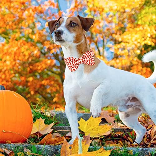 Colarinho de cachorro malier com a gravata borboleta, halloween ação de abóbora colarinho de cão de
