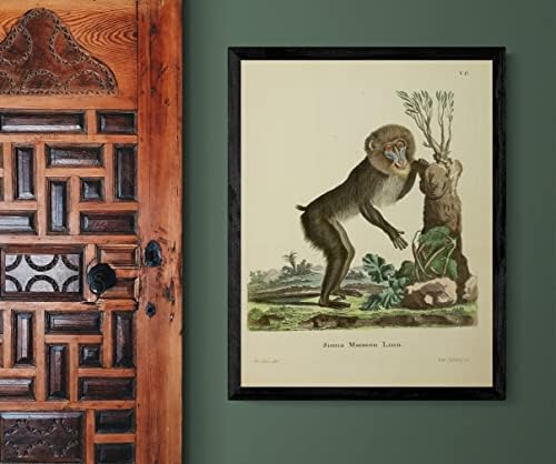 Mandrill PriMate Monkey Vintage Wildlife Decor de escritório de aula Zoologia Ilustração Antique Poster
