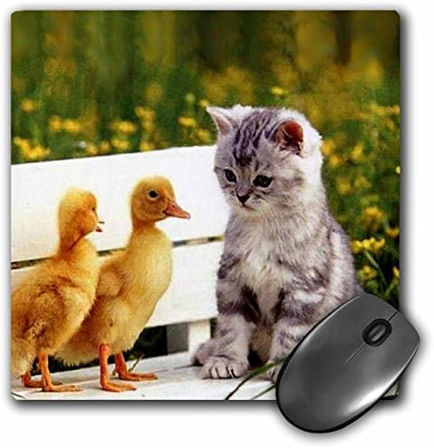3drose LLC 8 x 8 x 0,25 polegadas mouse bloco, gatinho e pato