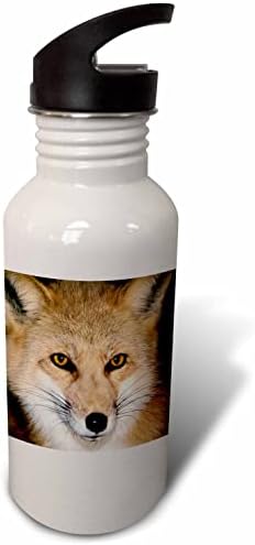 O retrato 3drose de um Red Fox Vulpes vulpes em um resgate da vida selvagem. - Garrafas de água