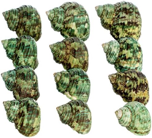 Cascas de caranguejo eremita | Conchas turbo | 12 conchas turbo de turbo verdes | Tamanho da abertura