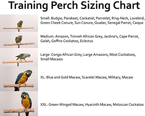 Kit de poleiro de treinamento de papagaio