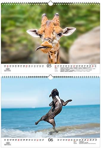 Animais de animais engraçados Din A3 Calendário para 2021 Momentos engraçados com animais Conjunto de presentes: 1x calendário, 1x de Natal e 1x cartão de felicitações