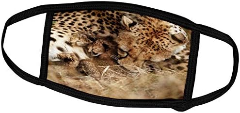 3drose Cheetah preparando filhotes de um dia de idade. Reserva do Parque Maasai Mara. - Tampas de rosto