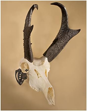 Skull Hooker Mini Hooker Skull Hanger - Kit perfeito para pendurar e montar taxidermia urso, cervo pequeno, pronghorn e outros crânios menores para exibição - disponível em grafite preto e marrom robusto marrom