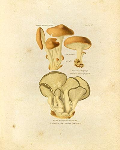 Ink Inc. Impressões botânicas vintage | Cogumelos comestíveis Arte da parede de cogumelos | Decoração
