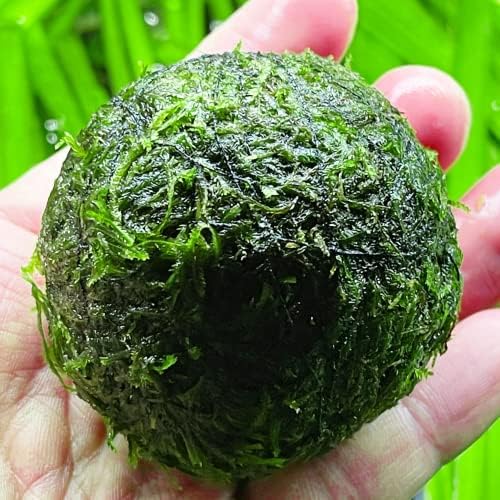 Greenpro | Java Moss Balls Vesicularia Dubyana Faze
